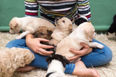 Beware of (Taxing) Dog: Breeders’ Sales Tax Obligations